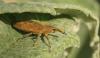 Lixus pulverulentus